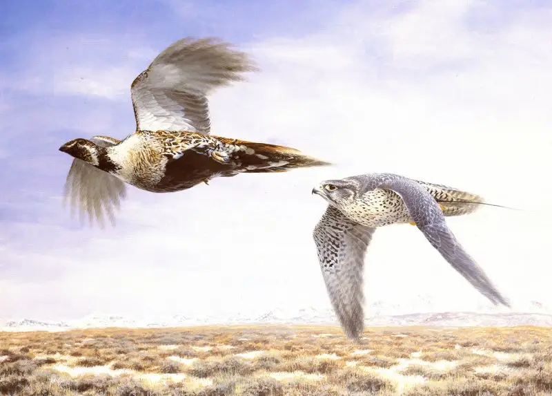 "Gyrfalcon" by Emma Ford image 27