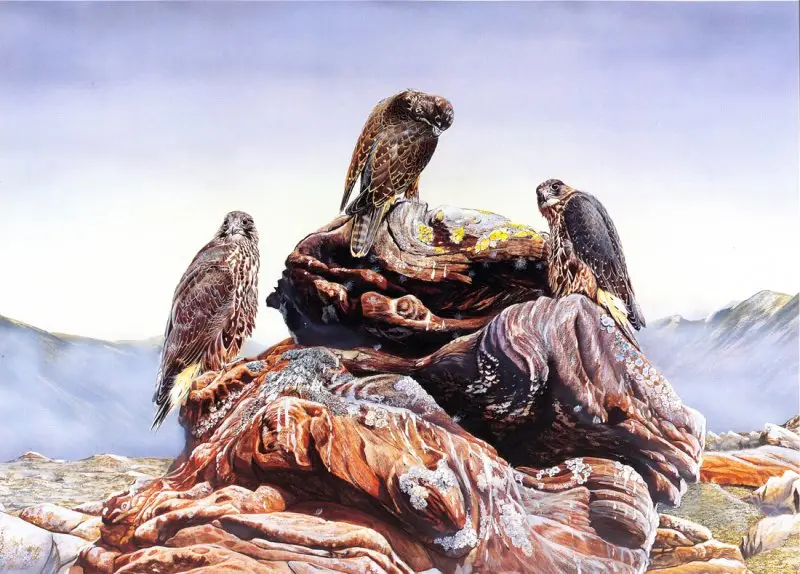 "Gyrfalcon" by Emma Ford image 14