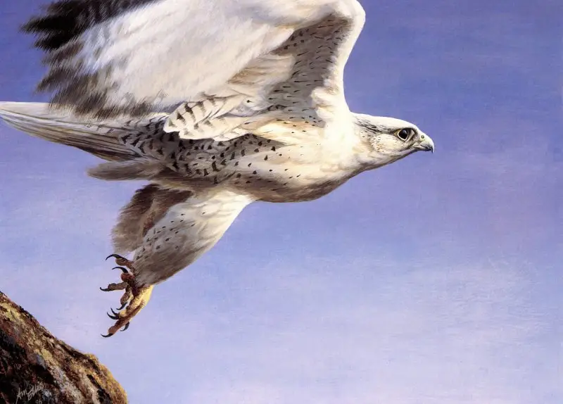 "Gyrfalcon" by Emma Ford image 16