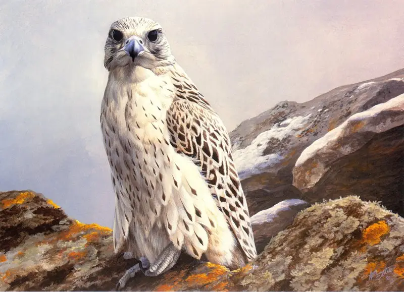 "Gyrfalcon" by Emma Ford image 17